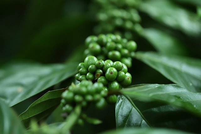 coffee, plant, seeds, buds, grains, plantation, cultive, coffee, coffee, coffee, nature, coffee, coffee
