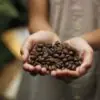 coffee, coffee beans, aroma, roasted, beans, espresso, cappuccino, caffeine, coffee on hand, coffee, coffee, coffee, coffee beans, coffee beans, coffee beans, coffee beans, coffee beans